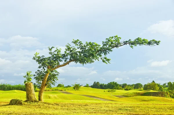 Eğilmiş ağaç — Stok fotoğraf