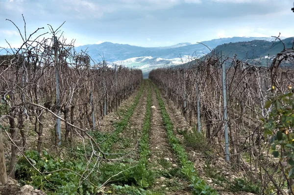 stock image Beautiful vineyard