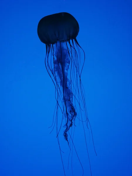 stock image Jelly fish