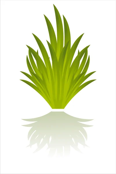 Green Grass Isolated White — Stock Vector