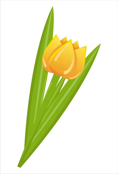Tulipe isolée sur blanc — Image vectorielle