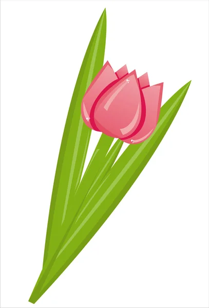 Tulipa isolada sobre branco —  Vetores de Stock
