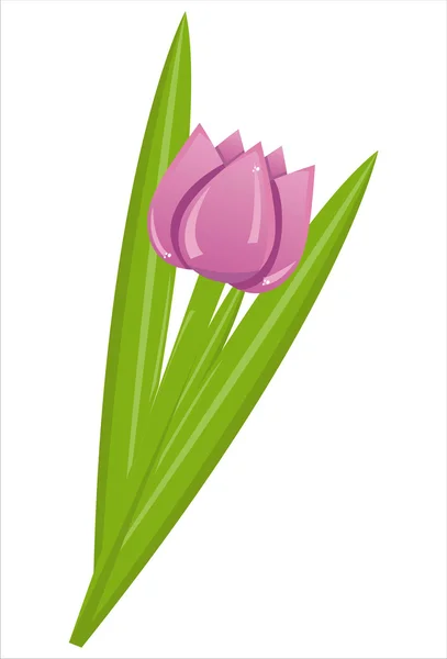 Tulipe isolée sur blanc — Image vectorielle