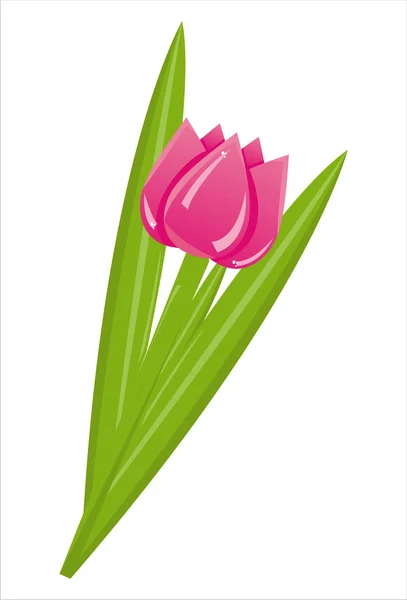 Tulip isolated on white — Stock Vector