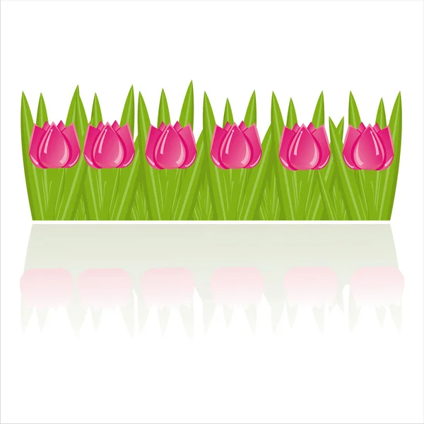 Tulipanes aislados en blanco — Archivo Imágenes Vectoriales