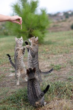 yiyecek için yalvarmak arka ayakları üzerinde üç tekir kedi