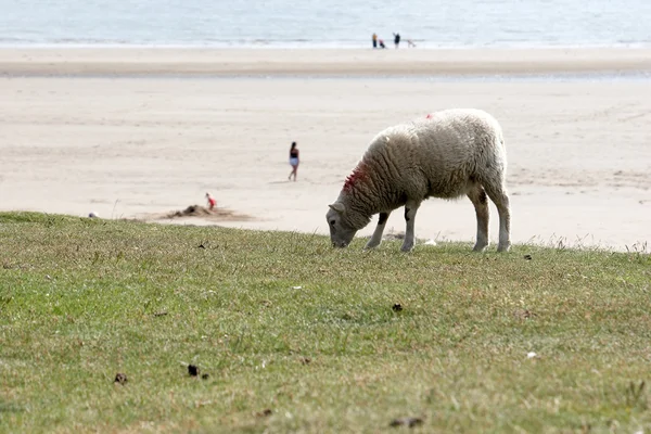 Ein Schaf mit Strand im Hintergrund — Stockfoto