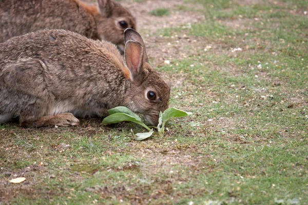 Dois coelhos selvagens comendo — Fotografia de Stock