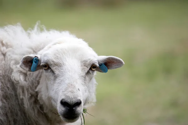Πρόβατα, κοιτάζοντας την κάμερα — Φωτογραφία Αρχείου