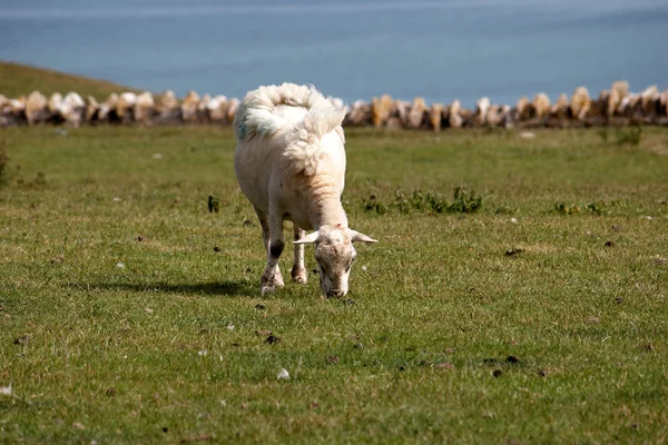 Sheep Grazing Field Sea Background — Stock Photo, Image