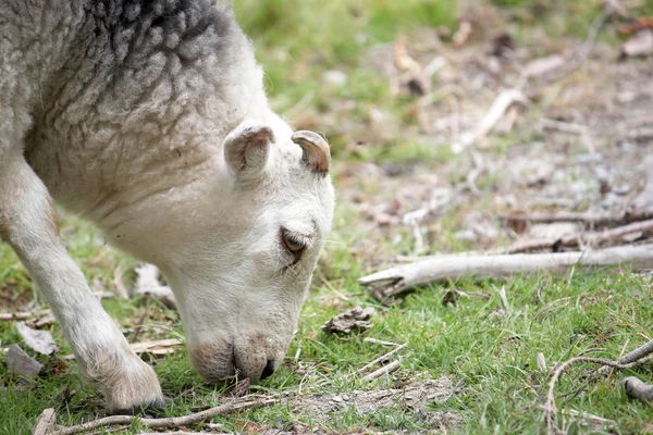 Koyun kafa — Stok fotoğraf