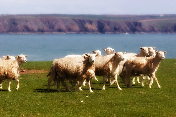 Eine Schafherde — Stockfoto