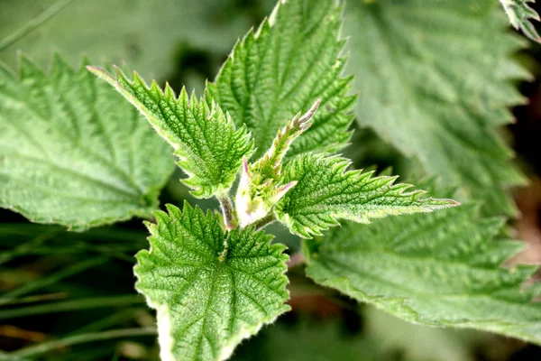 A nettle — Stock Photo, Image