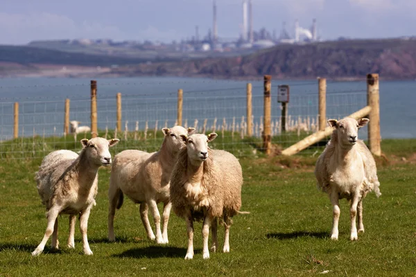 Sheep in a field — Stock Photo, Image
