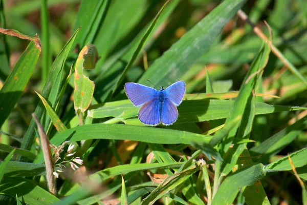 Pequeña Mariposa Azul Aterrizando Hierba — Foto de Stock