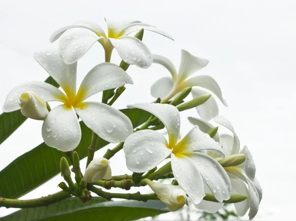 Hvid blomst - Stock-foto