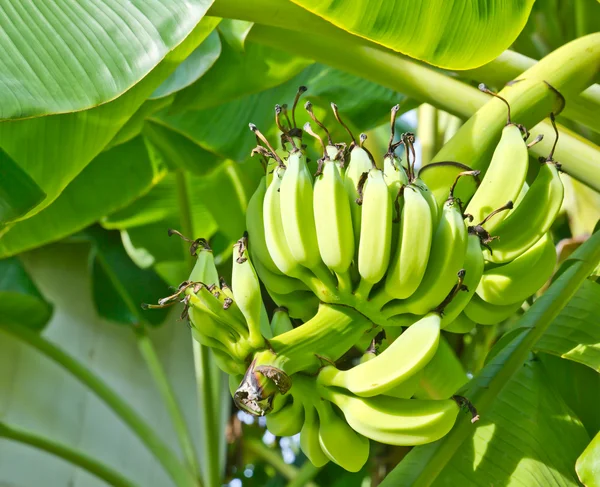ツリー上の緑の新鮮なバナナ — ストック写真