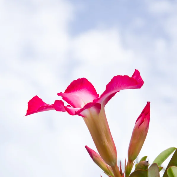 Beautiful pink flower and sky — Stock Photo, Image