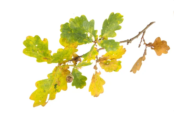 Žalud na podzimní větev — Stock fotografie