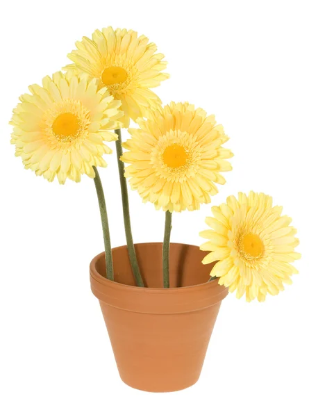 煲与四个黄色雏菊 — 图库照片