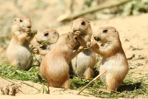 Baby prairie dogs eating — Stock Photo © HenkBentlage #4107472