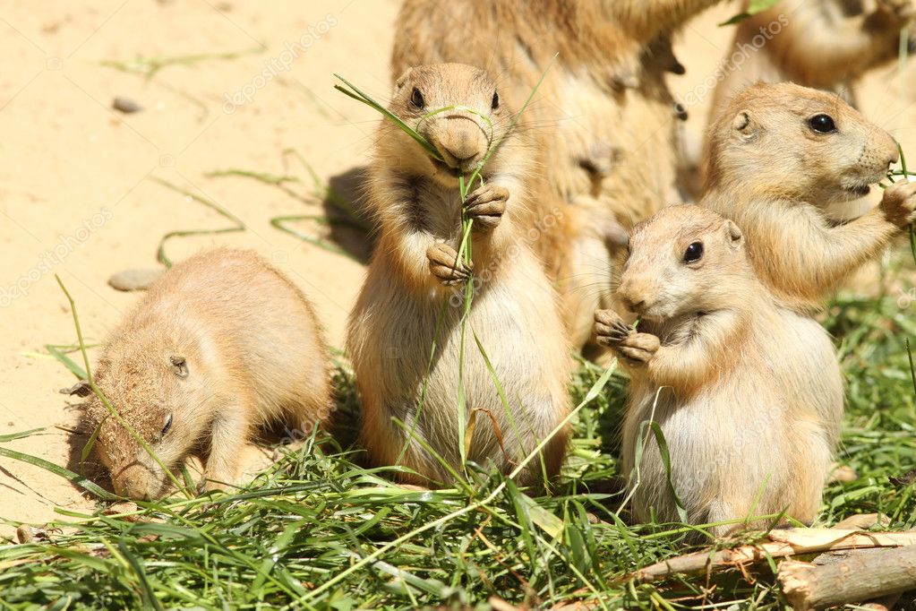 Baby prairie dogs eating — Stock Photo #4403141