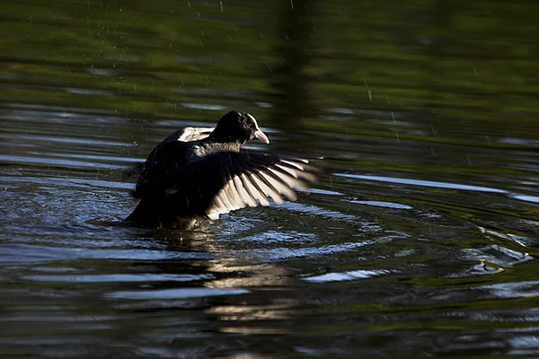 Coot with outstretched wings in natural environment — Stock Photo, Image