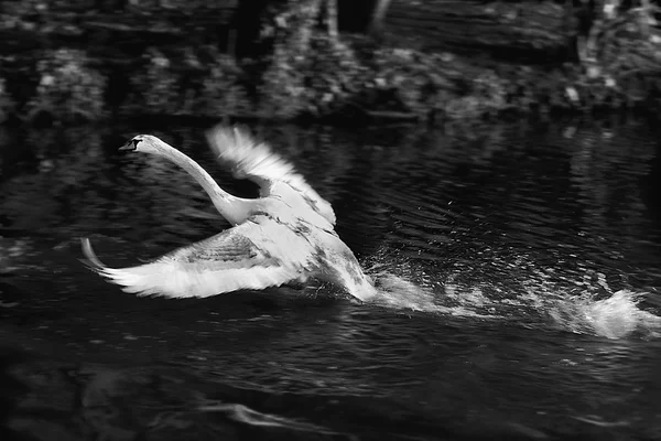 Cisne volador — Foto de Stock