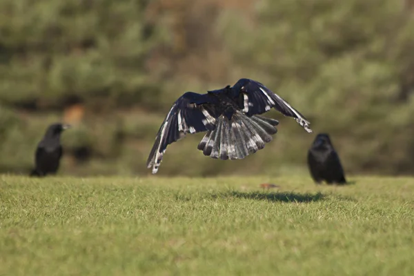 Corbeaux noirs — Photo