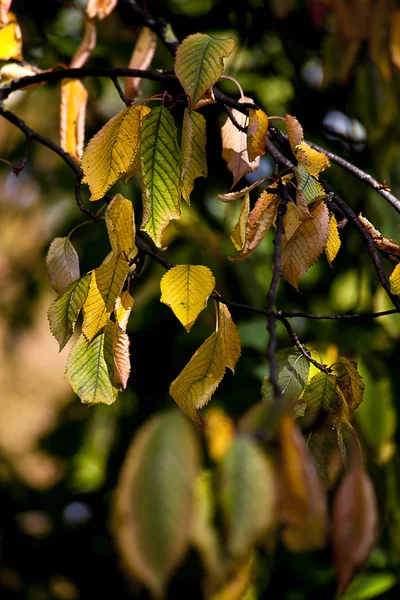 Stock image Green and yellow leafs