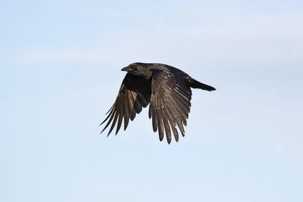 Cuervo negro Imagen De Stock