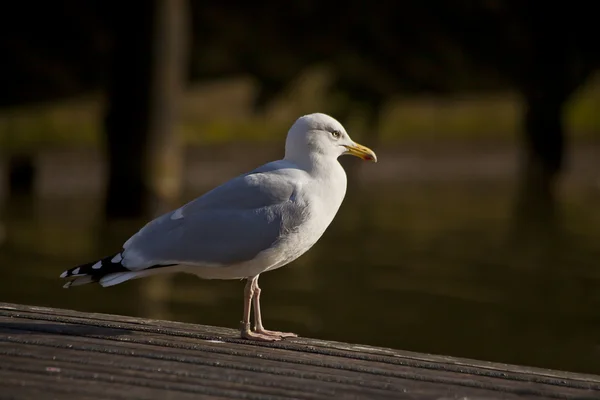 stock image Seagull