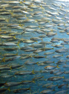 Sardine shoal clipart