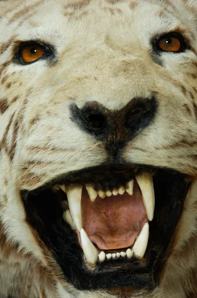 stock image Head of a white tiger