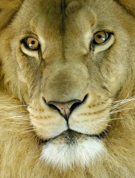 stock image Head of an african lion