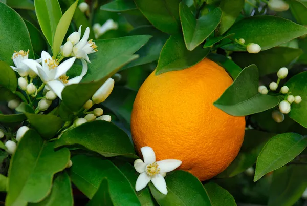 Flor de laranjeira — Fotografia de Stock