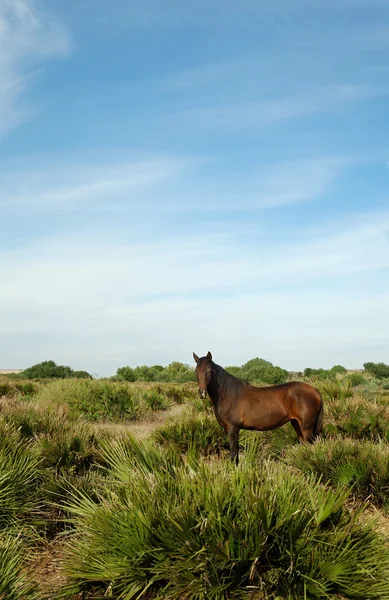 stock image Brown horse in andalusian landscape