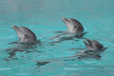 Three dolphins clipart