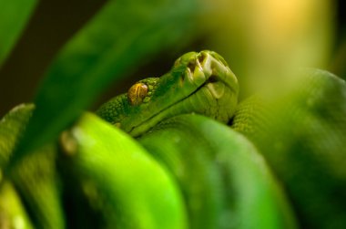 Green tree python clipart