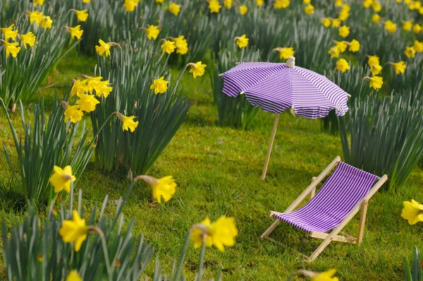 stock image Miniature sunchair and parasol in a daffodil meadow