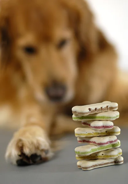 Dog with dog cookies — Stock Photo, Image