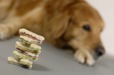 Dog watching a pile of dog cookies clipart