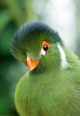 Exotic green bird clipart