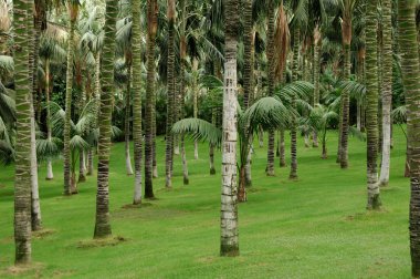 Palm grove Tenerife