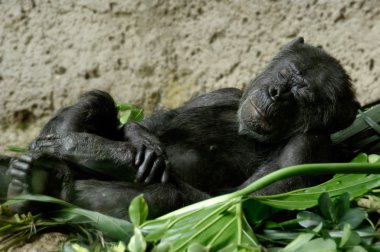 Sleeping chimpanzee in a bed of banana leafs clipart