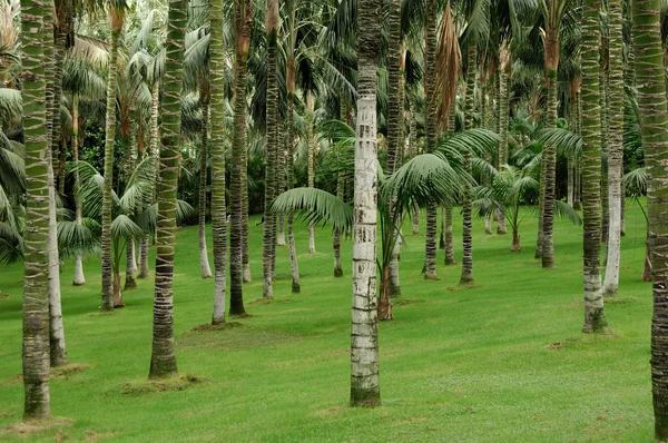 Palm grove in tenerife — Stock Photo, Image