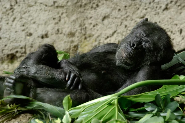 stock image Sleeping chimpanzee in a bed of banana leafs