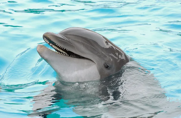 Smiling dolphin — Stock Photo, Image