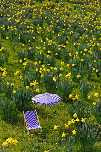 Minyatür şezlong ve şemsiye daffodil çayırda — Stok fotoğraf