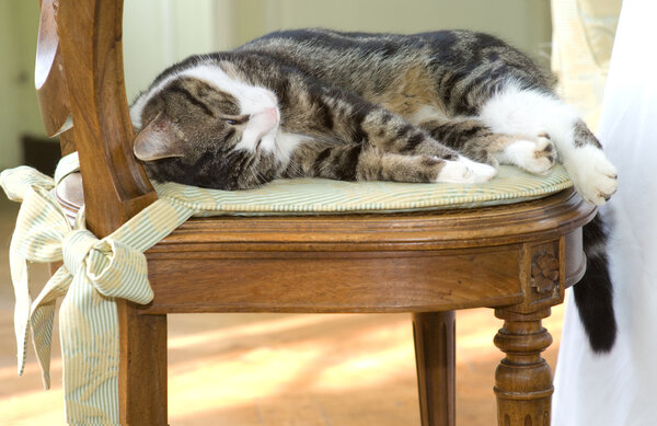 Sleeping cat on a chair